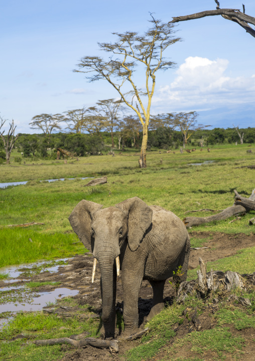 African elephant (loxodonta africana), Laikipia county, Mount keny, Kenya