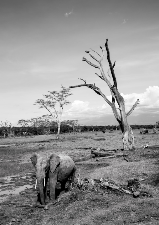 African elephant (loxodonta africana), Laikipia county, Mount keny, Kenya