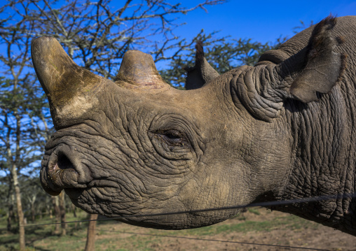 Black rhino head close up, Laikipia county, Ol pejeta, Kenya