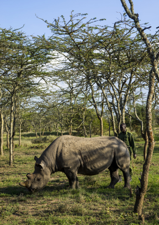 A black rhino (diceros bicornis) eats grass, Laikipia county, Ol pejeta, Kenya