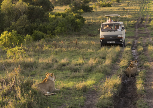 Tourists in a bus watching lioness (panthera leo) passing in the bush, Laikipia county, Mt kenya national park, Kenya