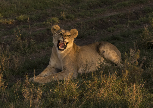 Lioness (panthera leo) cub roaring, Laikipia county, Mt kenya national park, Kenya