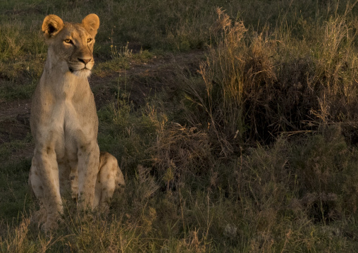 Lioness (panthera leo) looking away, Laikipia county, Mt kenya national park, Kenya