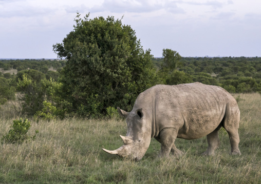 A black rhino (diceros bicornis) eats grass, Laikipia county, Ol pejeta, Kenya