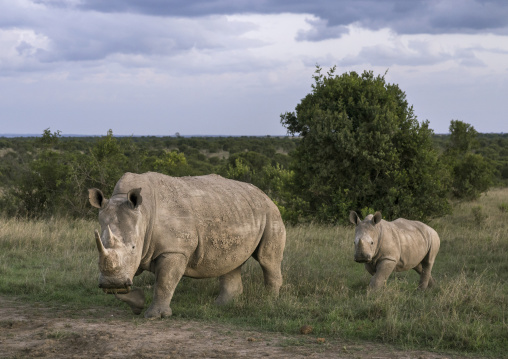 Black rhinos (diceros bicornis), Laikipia county, Ol pejeta, Kenya