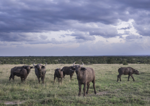 Cape buffalos (syncerus caffer) bulls, Laikipia county, Mt kenya national park, Kenya