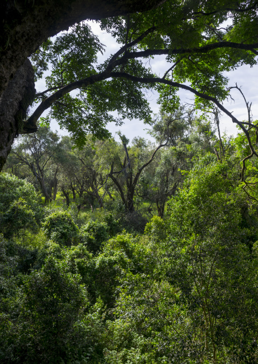 Jungle forest, Laikipia county, Nanyuki, Kenya