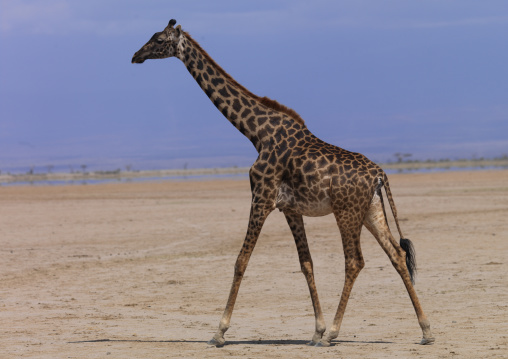 Giraffe (giraffa camelopardalis) in the desert, Rift valley province, Amboseli, Kenya