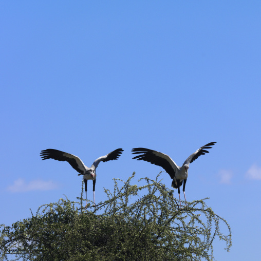 Secretary birds (Sagittarius serpentarius) landing at the top of tree, Rift Valley Province, Lake Nakuru, Kenya