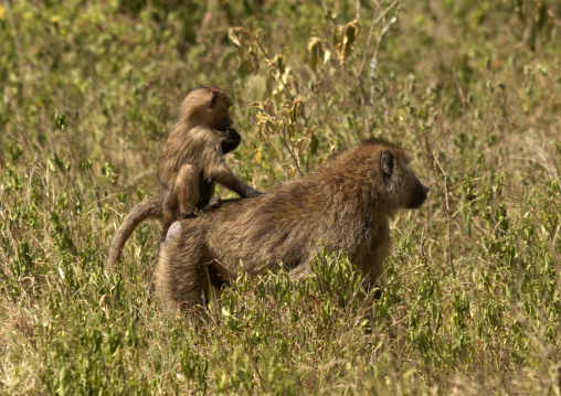 Baby baboon standing on the back of his mother, Rift Valley Province, Lake Nakuru, Kenya