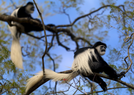 Black and White Colobus monkeys in a tree, Laikipia County, Thomson waterfalls, Kenya