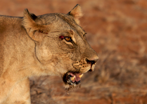 Wounded lioness head, Rift Valley Province, Maasai Mara, Kenya