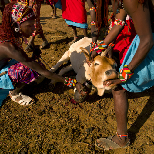 Samburu men taking blood from a cow, Samburu county, Samburu national reserve, Kenya