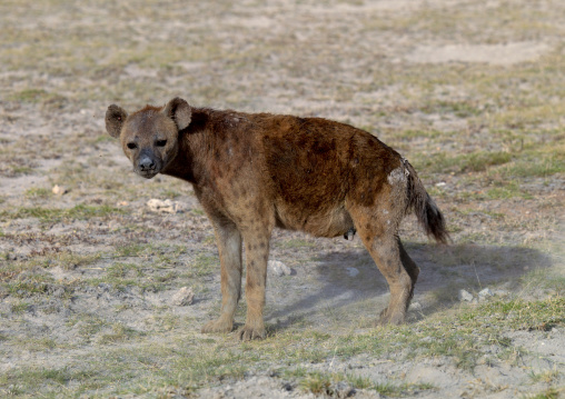 Spotted Hyena (Crocuta crocuta) also called Laughing Hyena, Kajiado County, Amboseli park, Kenya