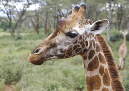 Giraffe (giraffa camelopardalis rothschildi) head at giraffe center, Nairobi county, Nairobi, Kenya