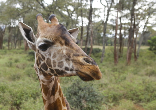 Giraffe (giraffa camelopardalis rothschildi) head at giraffe center, Nairobi county, Nairobi, Kenya