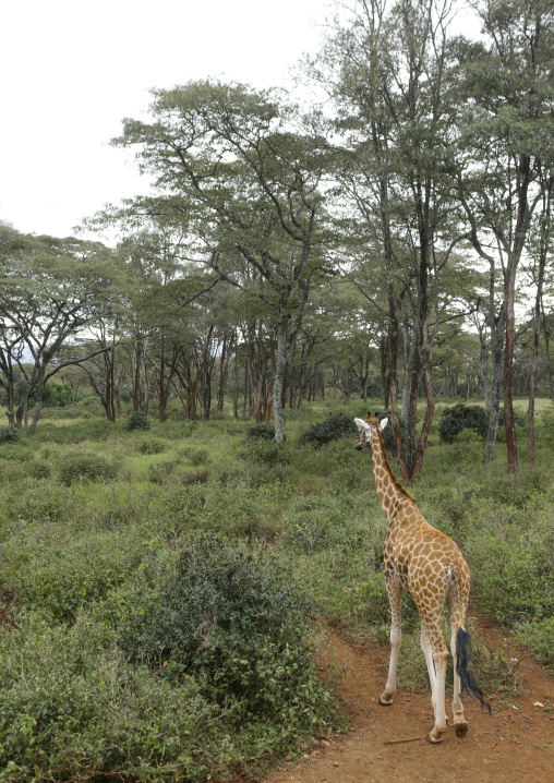 Giraffe (giraffa camelopardalis rothschildi) at giraffe center, Nairobi county, Nairobi, Kenya