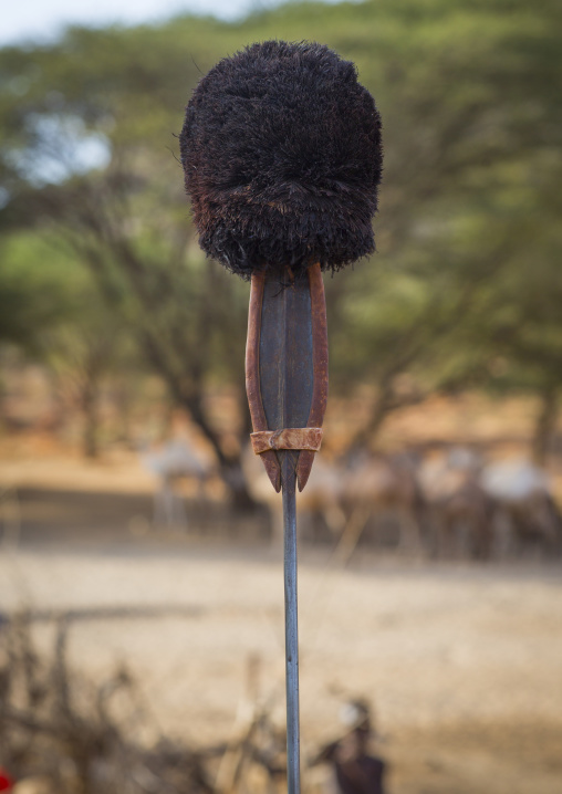Rendille tribes spear with an ostrich feather on the top, Marsabit district, Ngurunit, Kenya