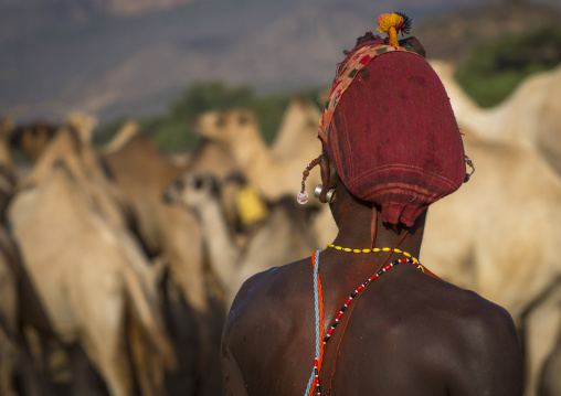Rendille tribesman with his camels, Marsabit district, Ngurunit, Kenya