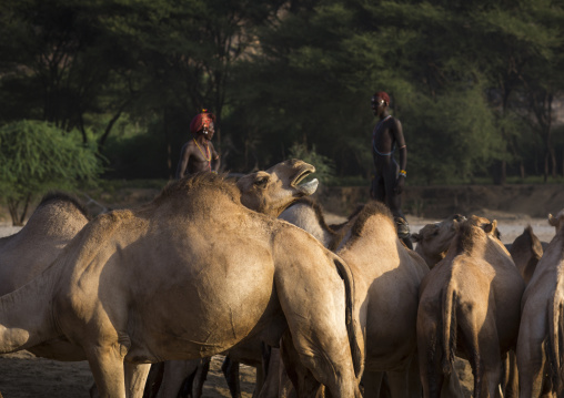 Rendille tribesmen with their camels, Marsabit district, Ngurunit, Kenya