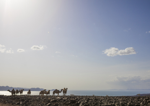 Camel herd on volcanic rocks, Turkana lake, Loiyangalani, Kenya