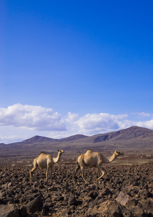 Camel herd on volcanic rocks, Turkana lake, Loiyangalani, Kenya
