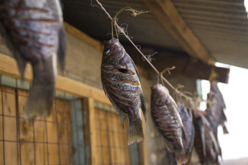 Dried and salted fishes in el molo tribe, Turkana lake, Loiyangalani, Kenya