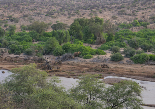 African elephant eating grass on a river bank, Samburu county, Samburu national reserve, Kenya