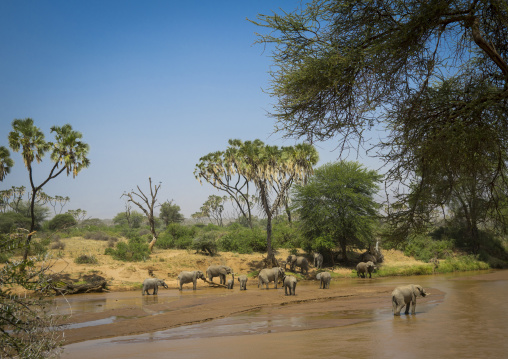 African elephant (loxodonta africana) eating on a bank of a river, Samburu county, Samburu national reserve, Kenya