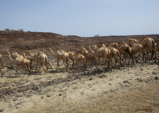 Camels in the desert, Chalbi desert, Kalacha, Kenya