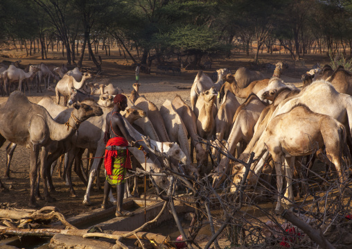 Camels of rendille tribe drinking water from a singing well, Marsabit district, Ngurunit, Kenya