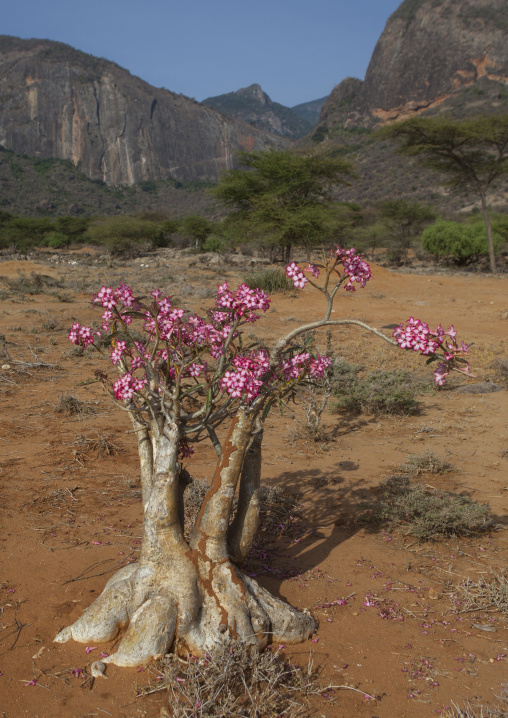 Bottle tree (pachypodium rosulatum) flowering, Marsabit district, Ngurunit, Kenya