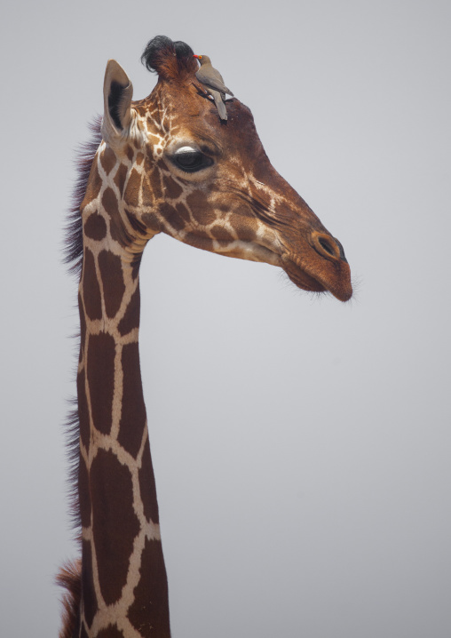 Reticulated giraffe head, Samburu county, Samburu national reserve, Kenya