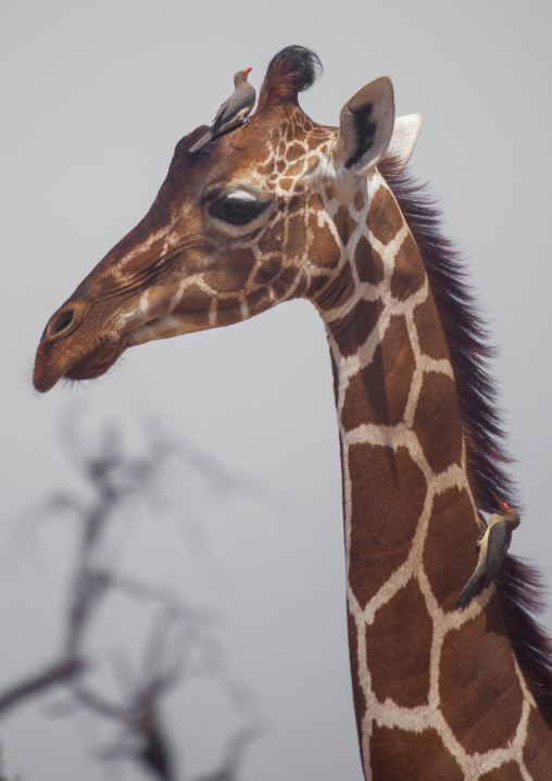 Reticulated giraffe head, Samburu county, Samburu national reserve, Kenya