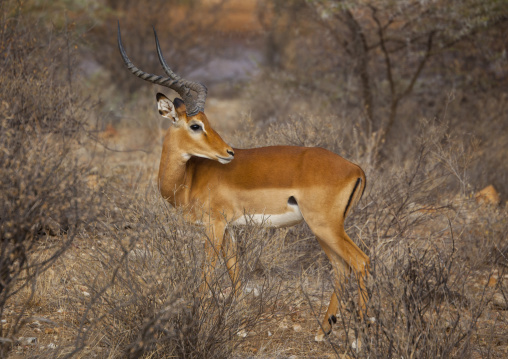 Male impala (aepyceros melampus), Samburu county, Samburu national reserve, Kenya