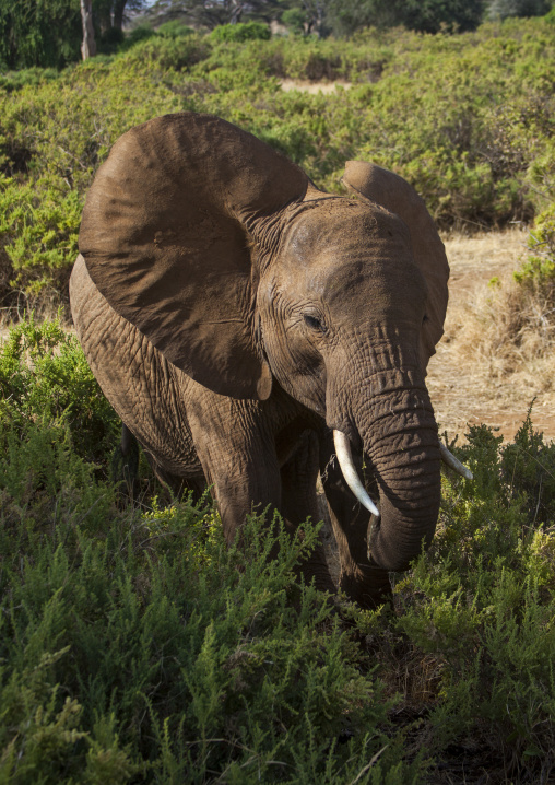 African elephant (loxodonta africana) eating grass, Samburu county, Samburu national reserve, Kenya