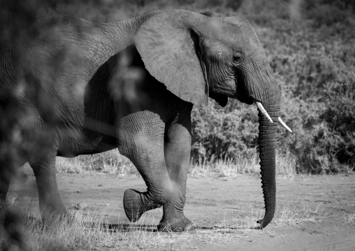 African elephant (loxodonta africana), Samburu county, Samburu national reserve, Kenya