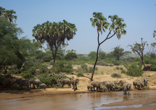 African elephants (loxodonta africana), Samburu county, Samburu national reserve, Kenya