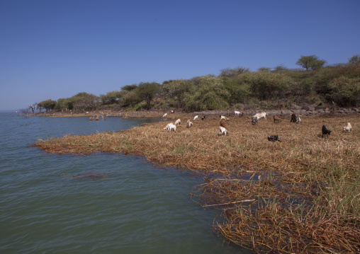 Goats on the banks of the lake, Baringo county, Baringo, Kenya