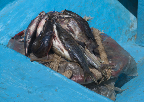 Fresh fishes in a market, Baringo county, Baringo, Kenya