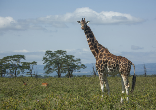 Rothchild's giraffe (giraffa camelopardalis), Nakuru district of the rift valley province, Nakuru, Kenya