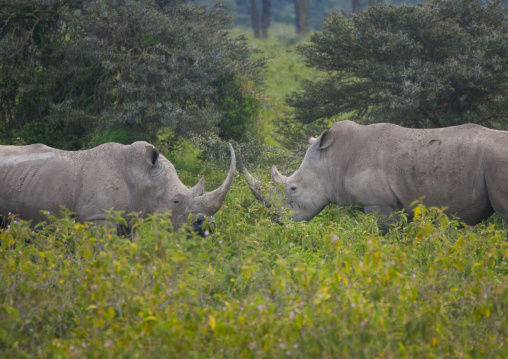 Black rhinos (diceros bicornis) fighting face to face, Rift valley province, Lake baringo, Kenya