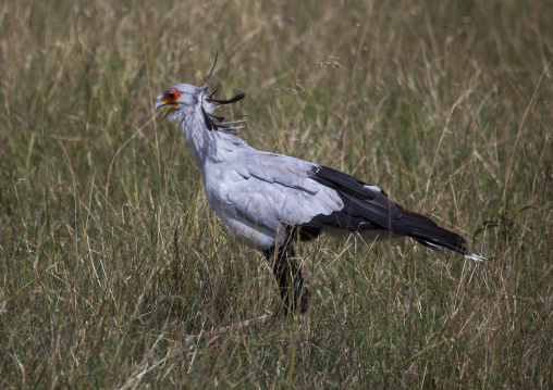 Secretary bird (sagittarius serpentarius), Rift valley province, Maasai mara, Kenya