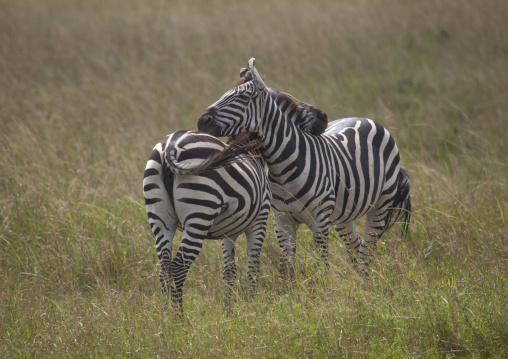 Two burchells zebras (equus burchellii) playing, Rift valley province, Maasai mara, Kenya