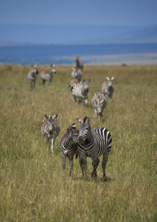 Burchells zebra (equus burchellii) herd migration, Rift valley province, Maasai mara, Kenya