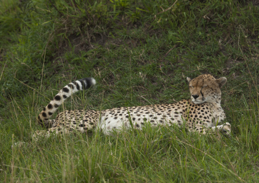 Cheetah (acinonyx jubatus) resting in the grass, Rift valley province, Maasai mara, Kenya