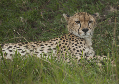 Cheetah (acinonyx jubatus) resting in the grass, Rift valley province, Maasai mara, Kenya