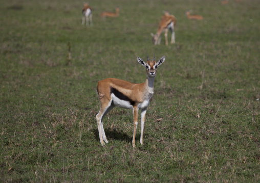Thomson's gazelle (gazella thomsonii), Rift valley province, Maasai mara, Kenya