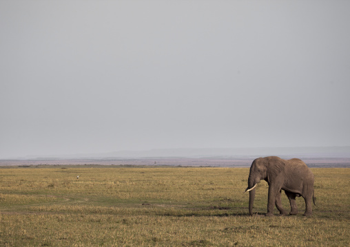 African elephant (loxodonta africana), Rift valley province, Maasai mara, Kenya