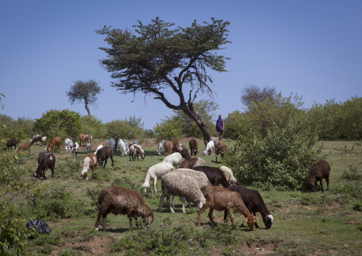 Maasai sheperd with sheeps, Nakuru county, Nakuru, Kenya